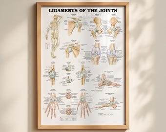Ligaments of the Joints System Chart Poster Print Anatomical Human Body Premium Quality Free Shipping!