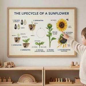 Peut inclure: Affiche encadrée illustrant le cycle de vie du tournesol, avec un enfant pointant vers la fleur. Le texte indique les étapes de la graine à la floraison. Des jouets en bois sont disposés sur une étagère en dessous.