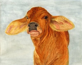 Brahma Calf Watercolor painting