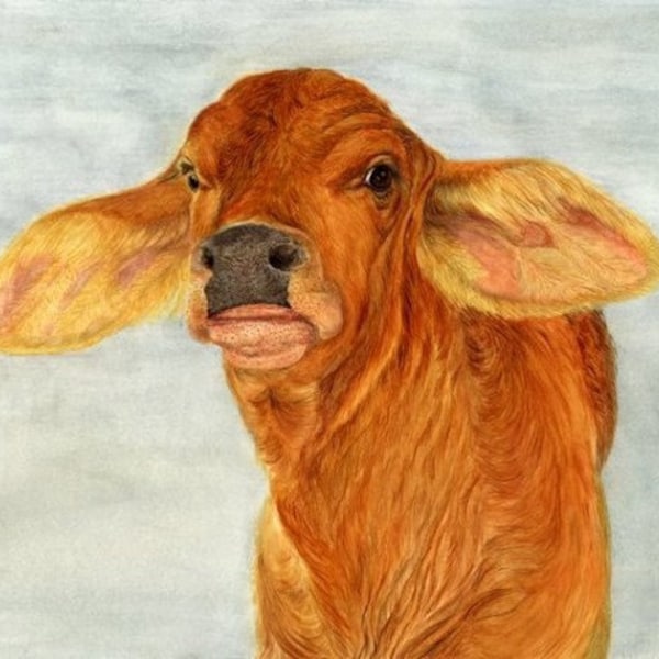 Brahma Calf Watercolor painting