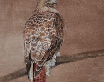 Red Tailed Hawk 2