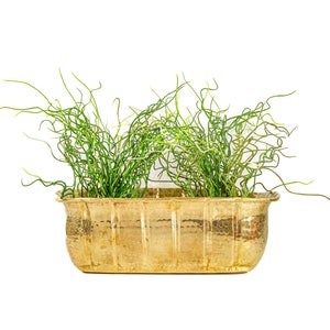 May include: A gold-colored rectangular planter with a hammered texture, filled with vibrant green, curly-leafed plants. The planter has a slightly curved rim and sits against a clean white background. The plant's unique texture and color contrast with the planter's metallic finish.