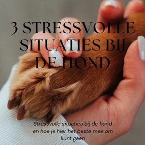 De 3 meest stressvolle situaties bij de hond