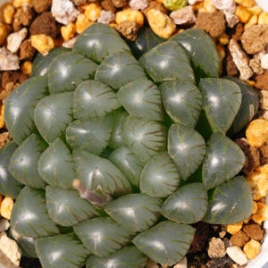 Haworthia Ice Lantern - Succulent Plants - A Touch of Nature for Your Space