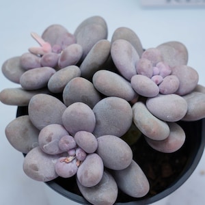 Pachythytum oviferum SMALL - Succulent Plants - A Touch of Nature for Your Space