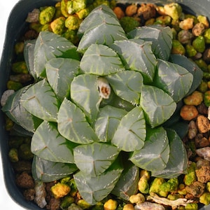 Haworthia cooperi OH - Succulent Plants - A Touch of Nature for Your Space