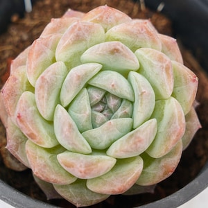 Echeveria Aparición Rosa - Plantas Suculentas - Un Toque de Naturaleza para tu Espacio