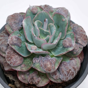Echeveria Heart Delight - Succulent Plants - A Touch of Nature for Your Space