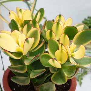 May include: Close-up of a potted Jade plant, featuring thick, oval-shaped leaves. The leaves display a vibrant mix of yellow, green, and red edges. The plant is in a brown pot, showcasing a succulent plant.