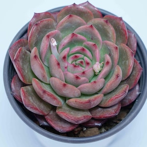 Graptoveria A Grim One - Plantas suculentas - Un toque de naturaleza para tu espacio