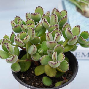 Cotyledon tomentosa - Succulent Plants - A Touch of Nature for Your Space