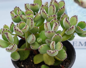 May include: A small green succulent plant with scalloped leaves and reddish-brown edges. The plant is potted in a black and white pot.