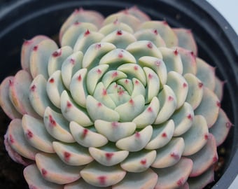Indischer Farn im 15-cm-Topf - Etsy.de