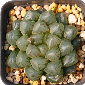 Haworthia cooperi OM - Succulent Plants - A Touch of Nature for Your Space