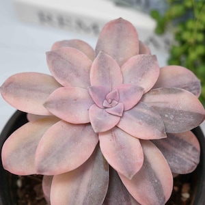 Graptopetalum Superbum Variegated  - Succulent Plants - A Touch of Nature for Your Space