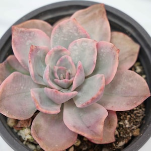 Graptoveria Pink Harry - Plantas suculentas - Un toque de naturaleza para tu espacio