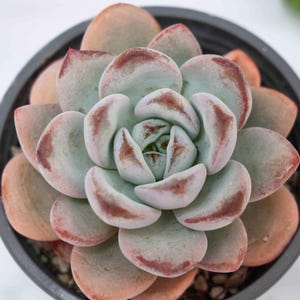 Echeveria Star Snow - Plantas suculentas - Un toque de naturaleza para tu espacio