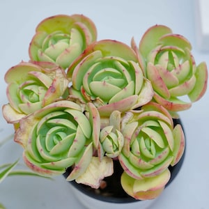 Puede incluir: Primer plano de un grupo de plantas suculentas con hojas verdes y bordes rosados. Las plantas están dispuestas en forma de roseta y están creciendo en una maceta.