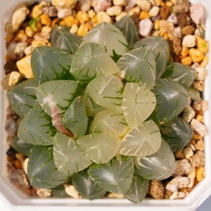 Haworthia Cooperi OH Variegated - Succulent Plants - A Touch of Nature for Your Space
