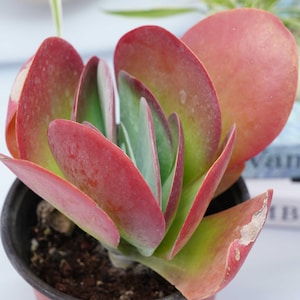 Kalanchoe thyrsifolia - Succulent Plants - A Touch of Nature for Your Space