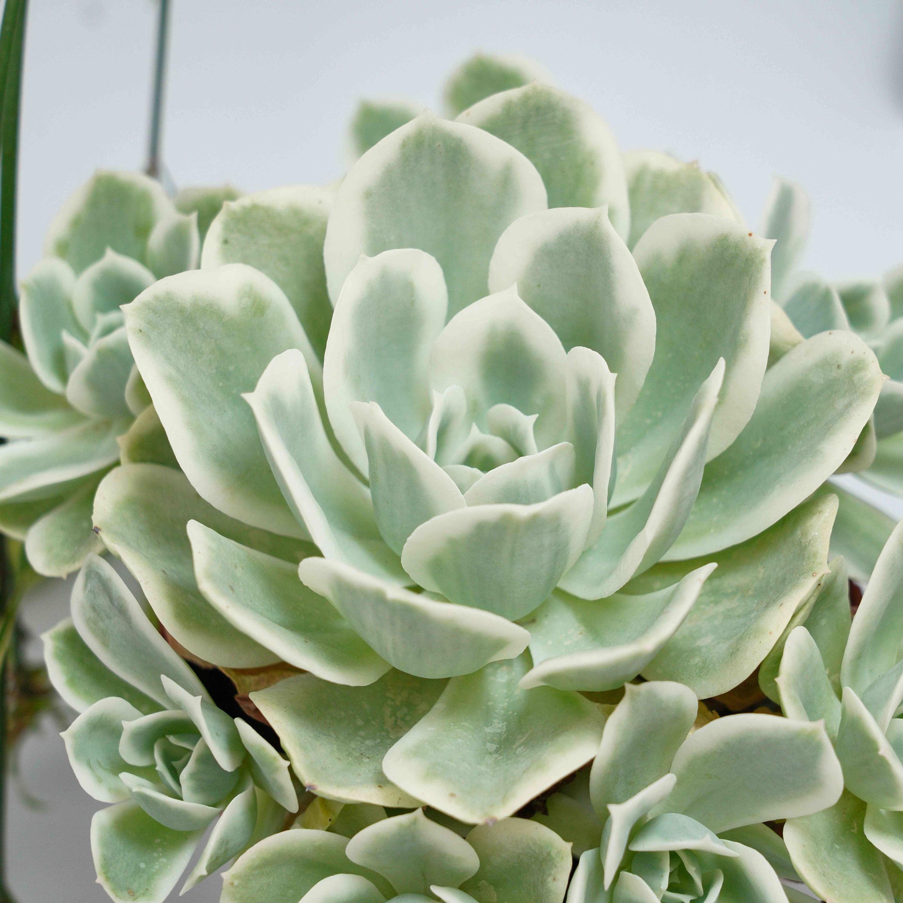 Echeveria Lemon Rose Variegated - Succulent Plants - A Touch of