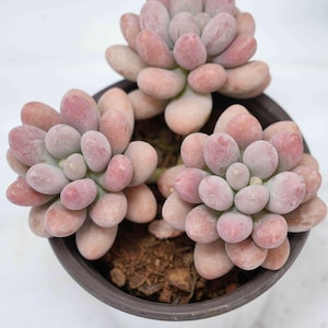 Echeveria Pink Lover - Plantas suculentas - Un toque de naturaleza para tu espacio