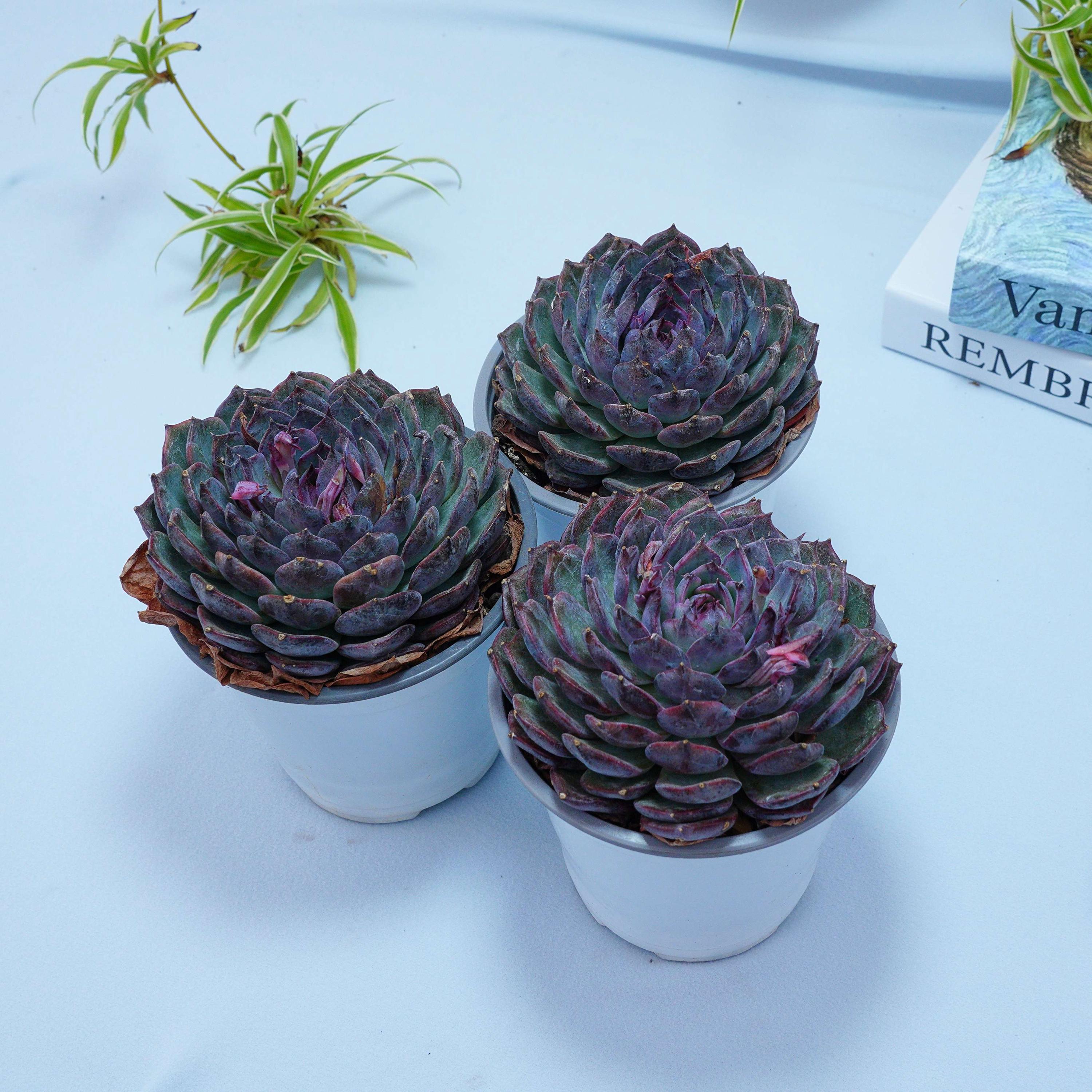 青色妖姫/Echeveria Blue Enchantress 錦　激レア Echeveria Blue Enchantress - Succulent Plants - A Touch of Nature