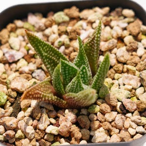 Haworthia Earth Star - Plantas suculentas: un toque de naturaleza para tu espacio