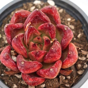 May include: A close-up of a succulent plant in a dark grey pot. The plant has thick, fleshy leaves in shades of deep red and green, arranged in a rosette shape. The soil is visible, and the background is a soft white.