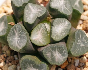 Haworthia maughani montaña verde - Plantas suculentas - Un toque de naturaleza para tu espacio