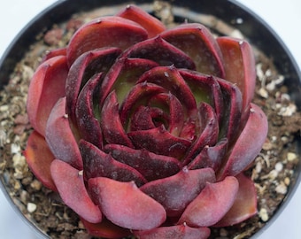 Echeveria red light - Succulent Plants - A Touch of Nature for Your Space