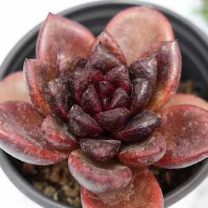 Echeveria Abundant Rose - Succulent Plants - A Touch of Nature for Your Space