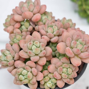 Könnte beinhalten: Nahaufnahme einer Sukkulentenpflanze mit fleischigen, abgerundeten Blättern in Rosa- und Grüntönen. Die Pflanze ist in einem dunklen Behälter eingetopft, und die Blätter sind in einem Rosettenmuster angeordnet. Die Sukkulente ist eine Art Zimmerpflanze.