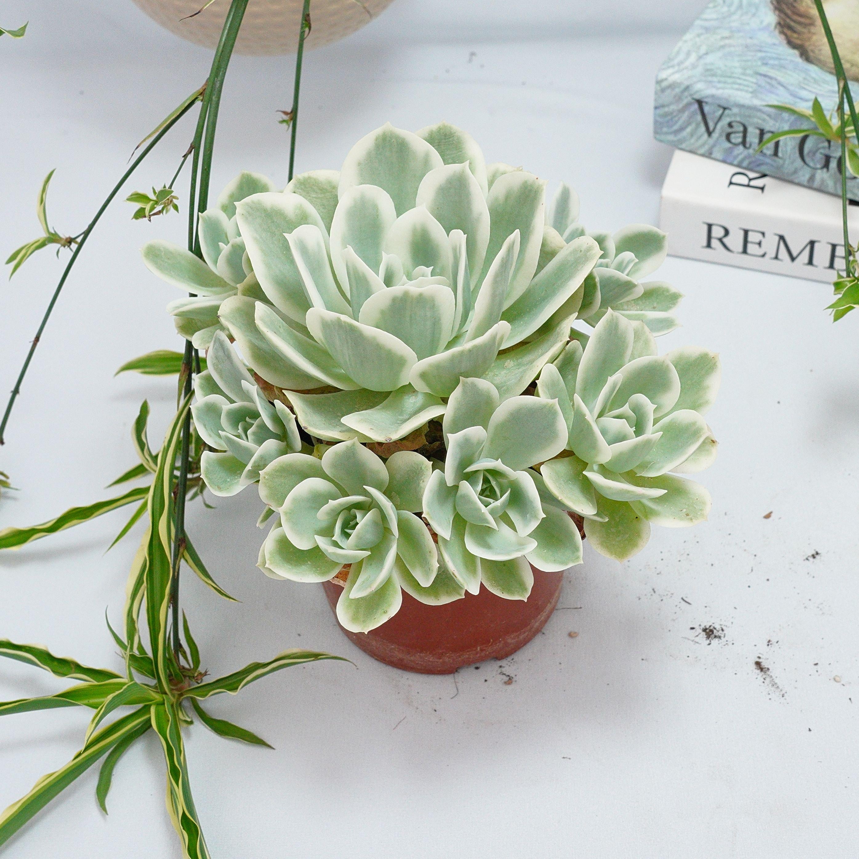Echeveria Lemon Rose Variegated - Succulent Plants - A Touch of