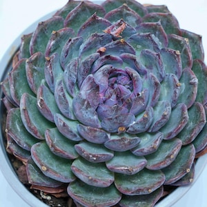 Echeveria Blue Enchantress - Etsy