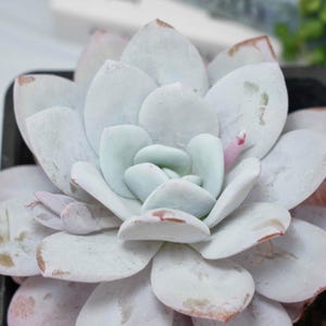 May include: A close-up shot of a succulent plant with pale green and white leaves. The leaves have a powdery coating and reddish-brown tips. The succulent is in a dark pot, highlighting its layered structure.
