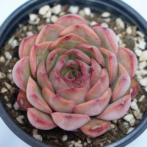Echeveria Pretty in Pink - Plantas suculentas - Un toque de naturaleza para tu espacio