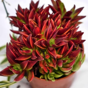 May include: Close-up of a succulent plant with vibrant red and green leaves. The plant is in a small brown pot. The leaves have a pointed shape and a velvety texture, creating a striking contrast against the white background.