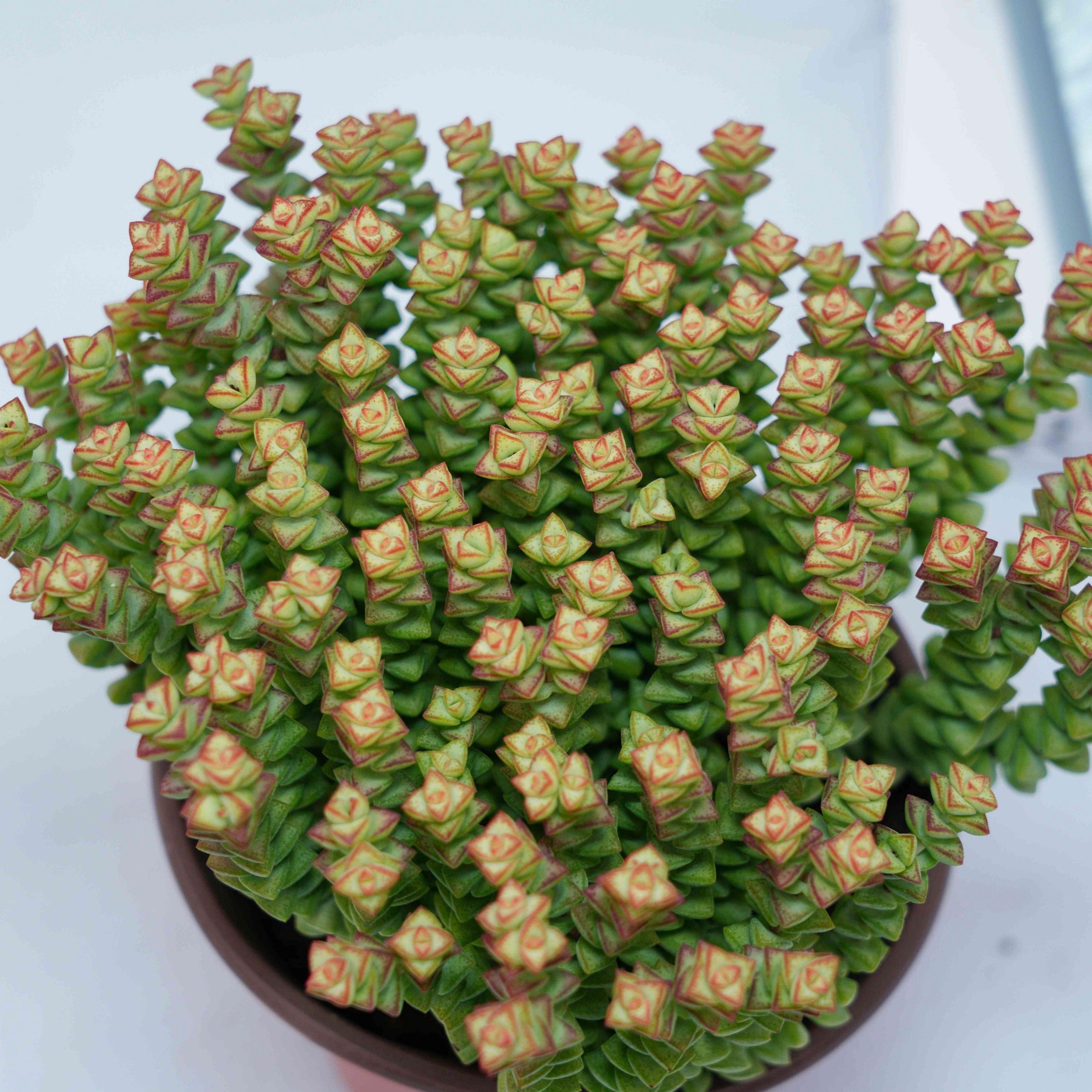 Daum cactus - Etsy.de