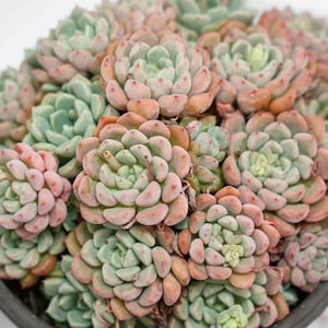Echeveria Bella Rouge - Succulent Plants - A Touch of Nature for Your Space