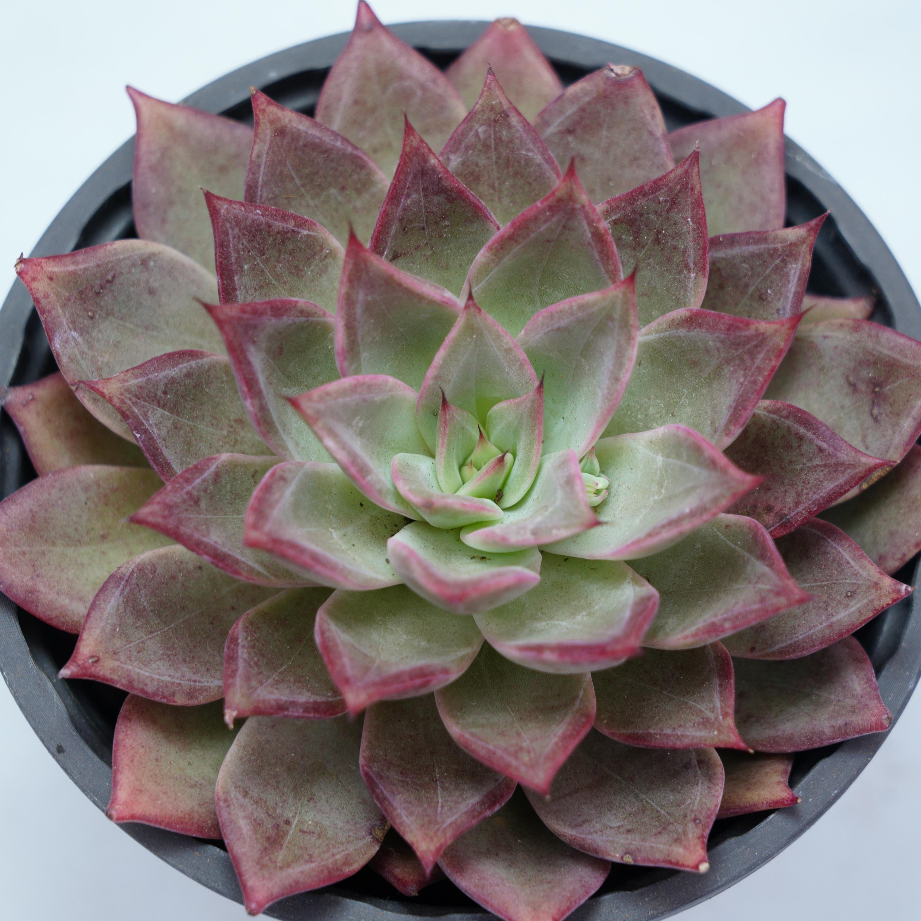 Echeveria madiba - Etsy 日本