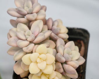 Graptopetalum Ellen - Sukkulenten Pflanzen - Ein Hauch von Natur für Ihren Raum