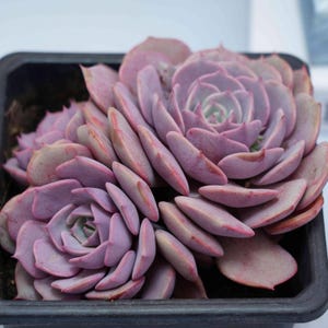 Echeveria mariposa rosa - Plantas suculentas - Un toque de naturaleza para tu espacio