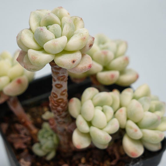 Sedum Clavatum Variegated - Succulent Plants - A Touch of Nature for Your  Space - Etsy