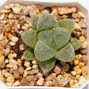 Haworthia cooperi hair - Succulent Plants - A Touch of Nature for Your Space