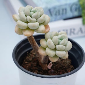 May include: Two succulent plants in a white pot with black trim. The plants have light green, fleshy leaves that are clustered together in a rosette shape.