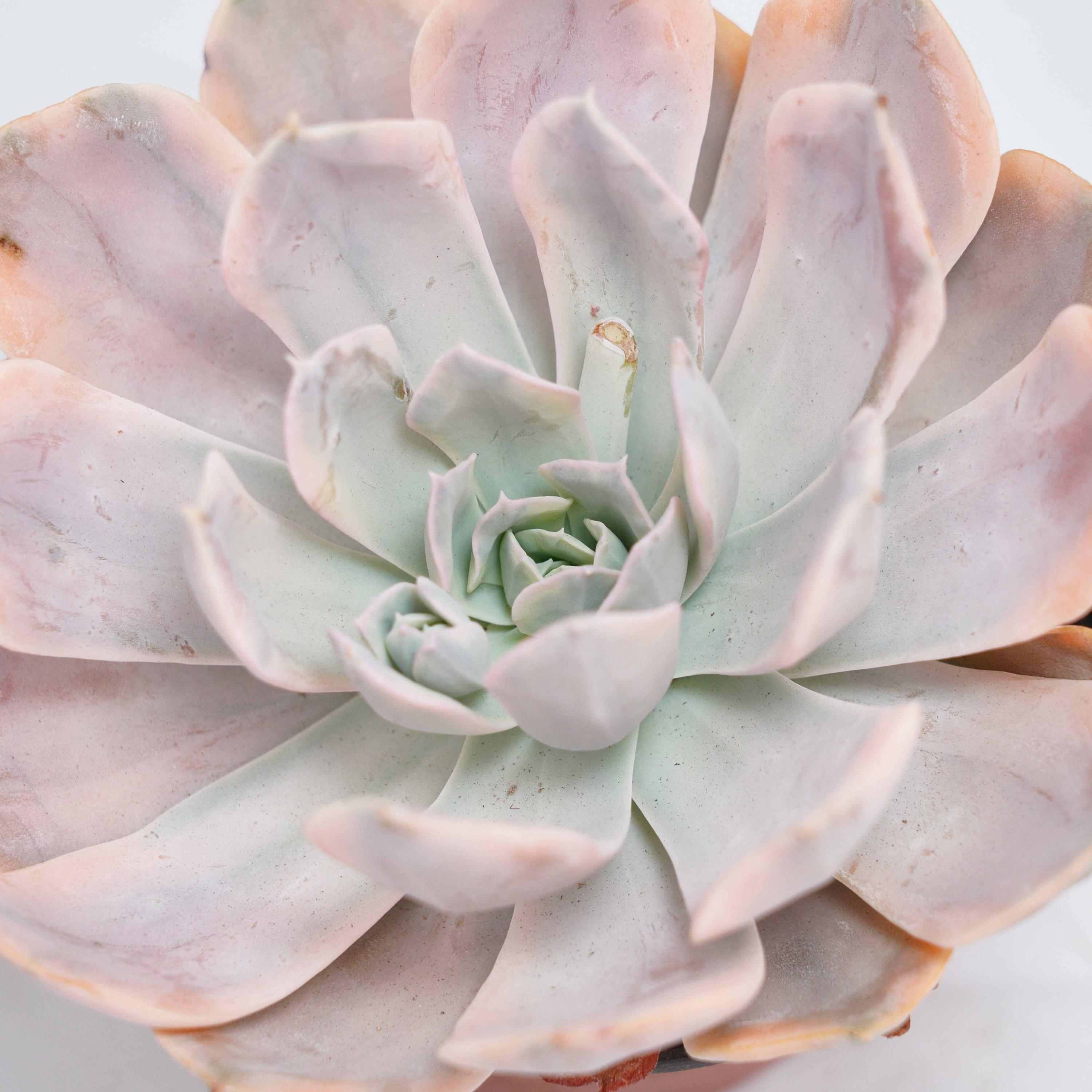 Echeveria runyonii - Etsy 日本