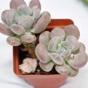 Pachyphytum Orange Snowball - Succulent Plants - A Touch of Nature for Your Space