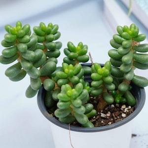 May include: A close-up of a succulent plant with green, fleshy leaves growing in a white pot. The plant has a unique, knobby appearance.