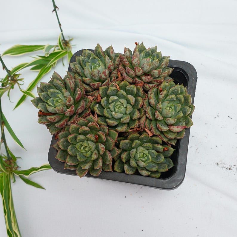 Echeveria Blood Son Succulent Plants A Touch Of Nature For Your echeveria-blood-son-succulent-plants-a-touch-of-nature-for-your